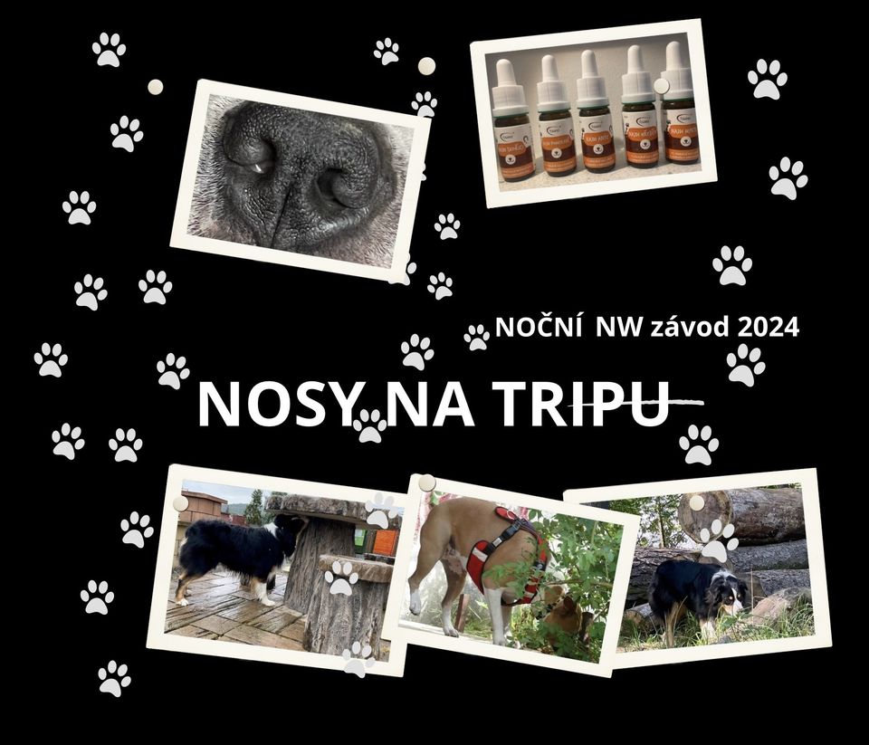 NOSY NA TRIPU - noseworkový závod ( silice)