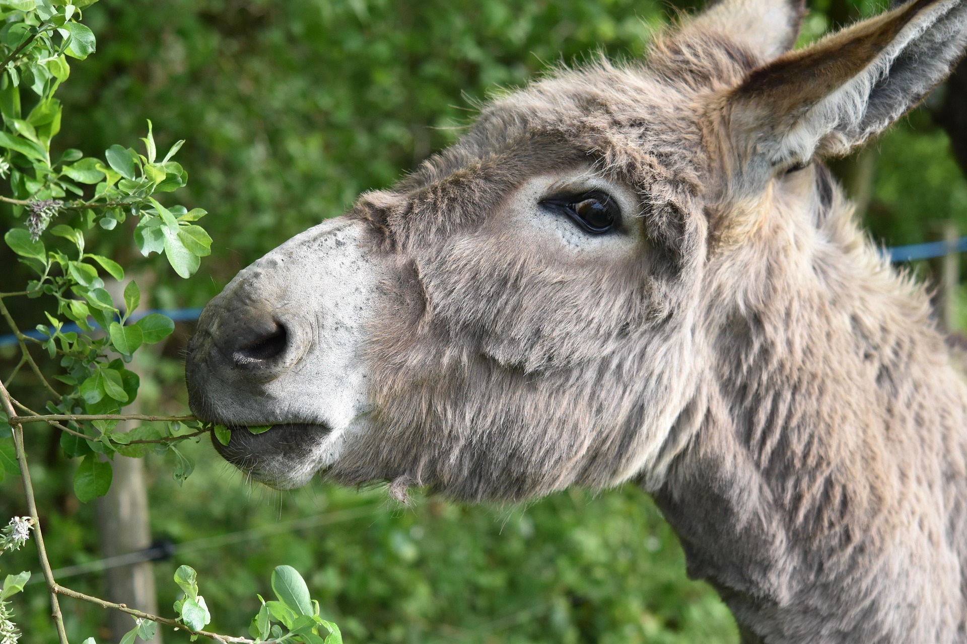 Vortrag: Tiere in der deutschen Sprache