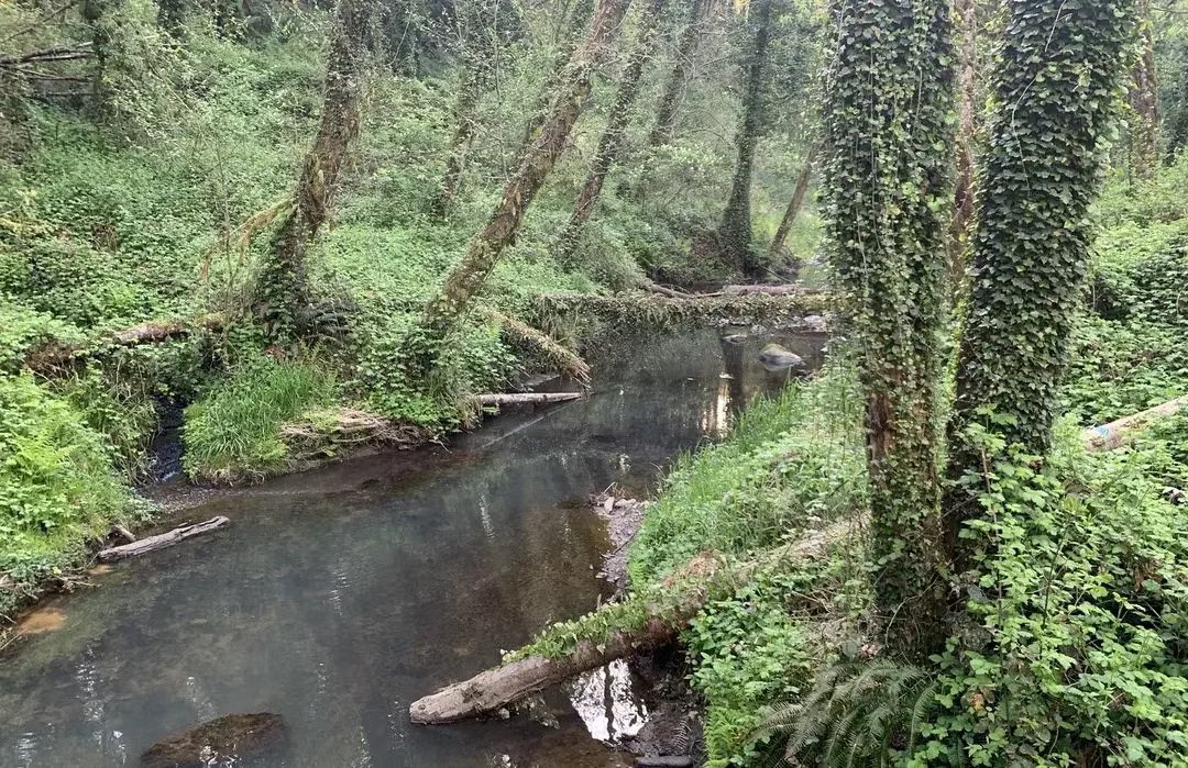 🌿 Midweek Forest Escape – Tryon Creek Triple Bridge Loop