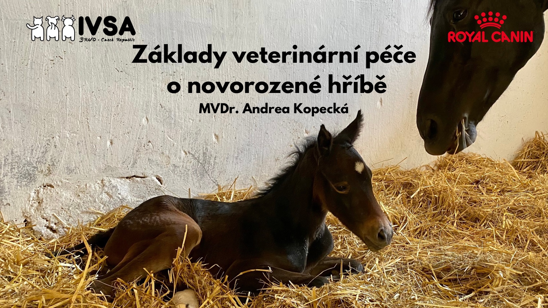 Základy veterinární péče o novorozené hříbě