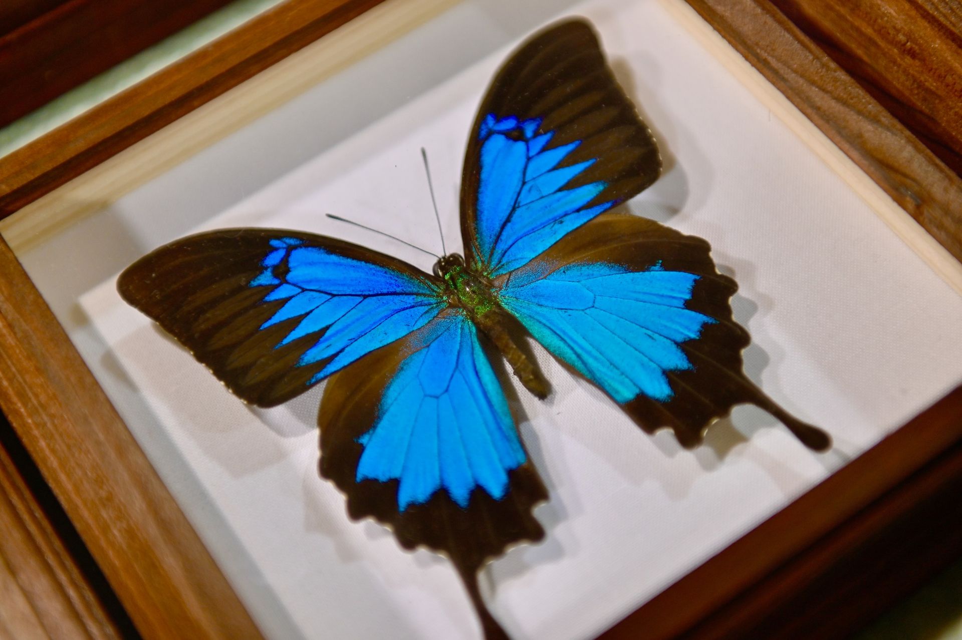 PRODEJNÍ VÝSTAVA BROUKŮ A MOTÝLŮ PRAHA 8/ ENTOMOLOGICAL EXCHANGE DAYS AND EXHIBITION