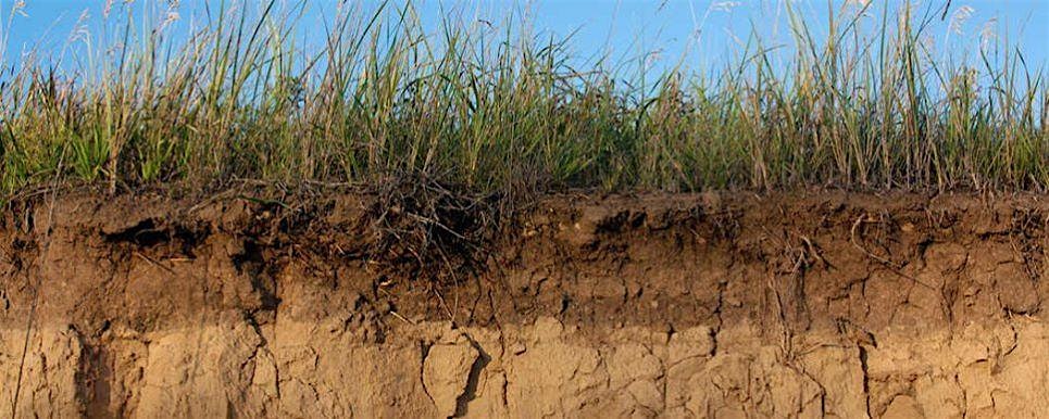 Living Soils Workshop