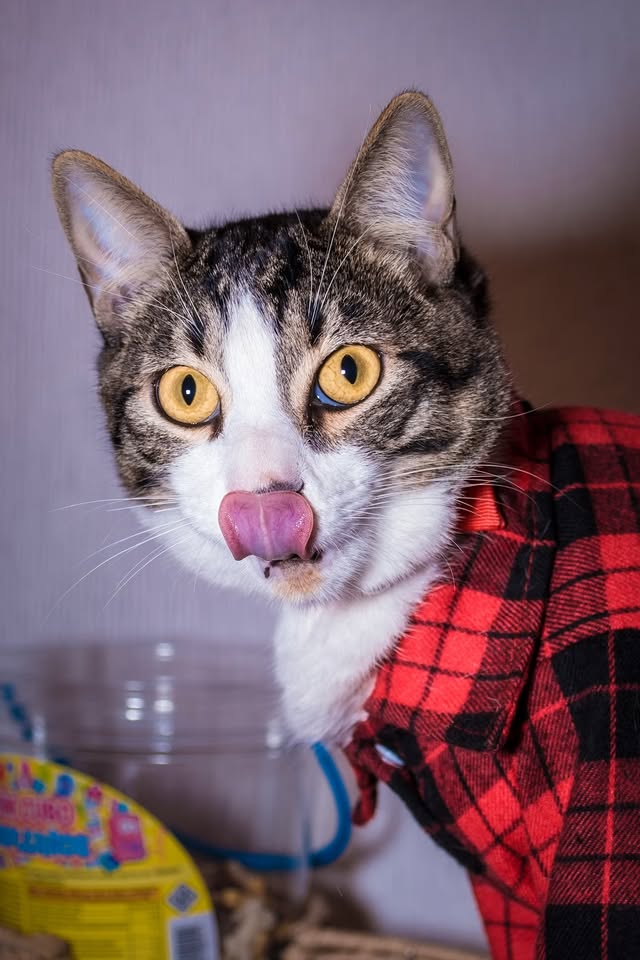 Donation edition for Berlin animal owners