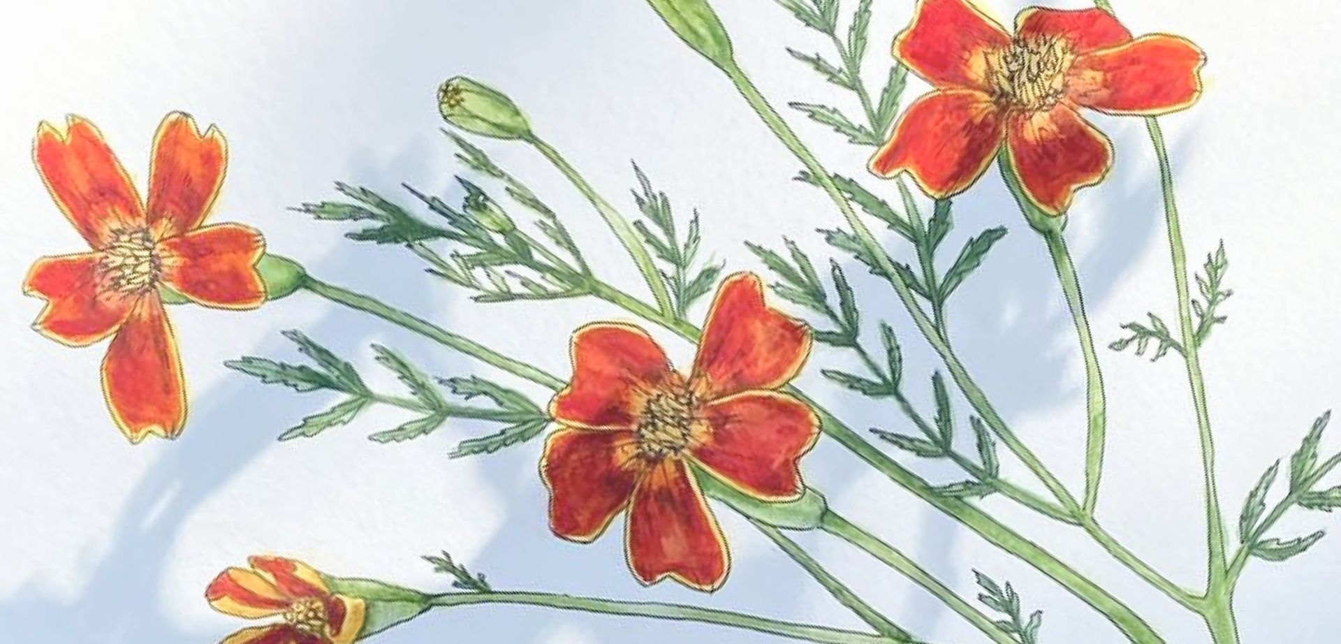 Lekce malby akvarelem – botanická ilustrace