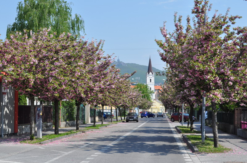 Správny strom na správne miesto