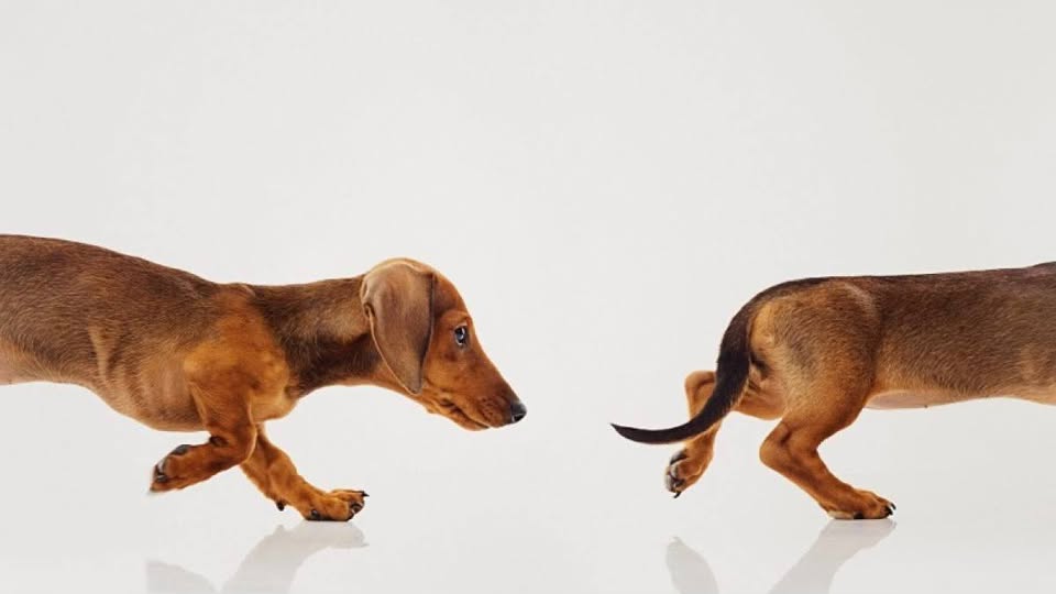 Lisbon Sausage Walk