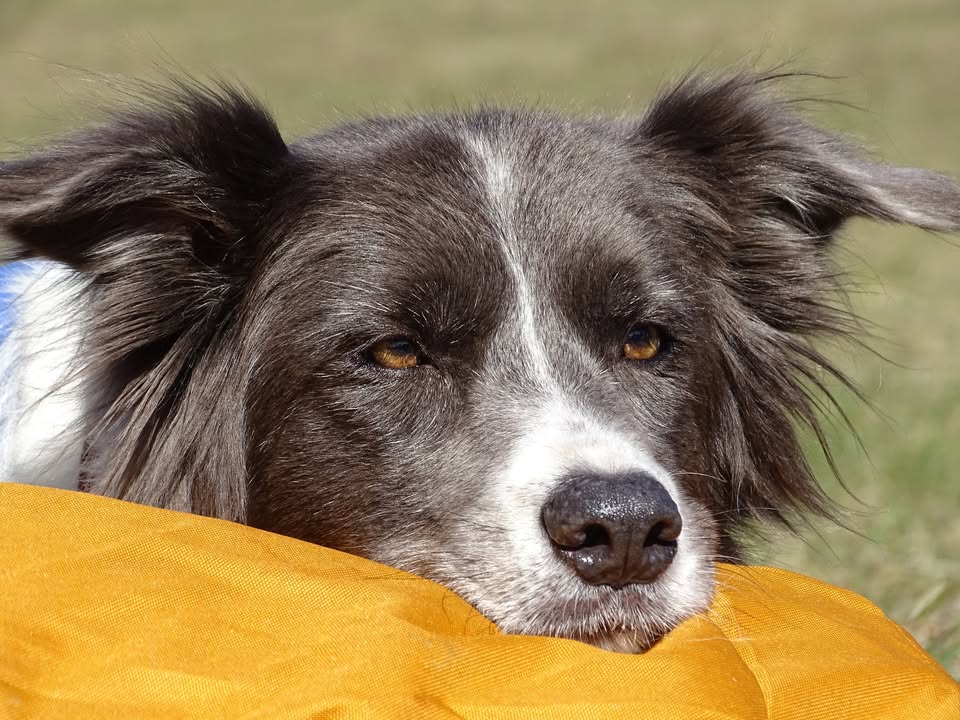 345. Dog Hájking Kutyás Túra (Szlovákia, Ostredok)