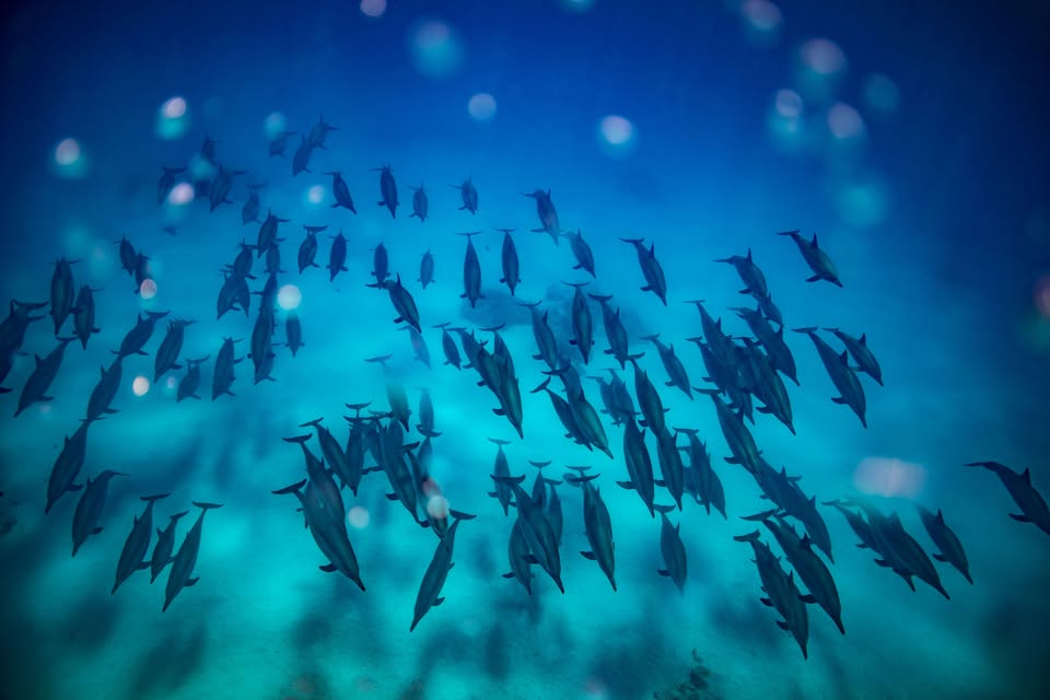 Povídání o delfínech, freedivingu, sluníčku a skvělém jídle