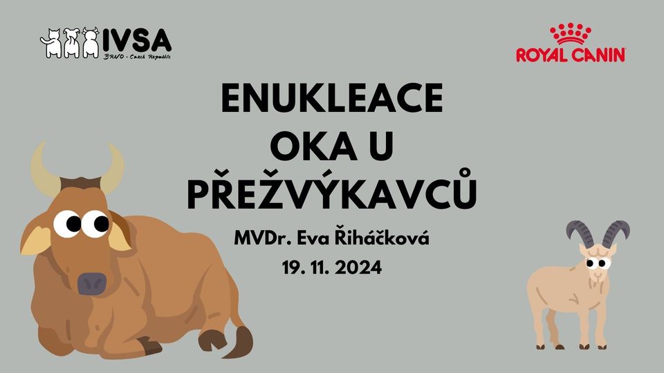 Enukleace oka u přežvýkavců
