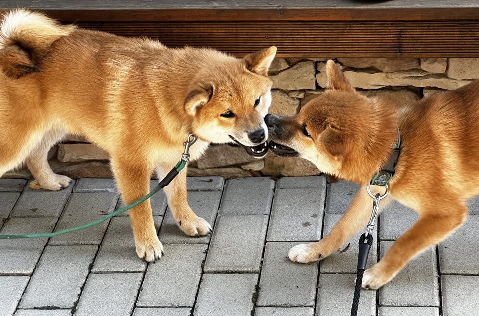 Shiba venčení 🐕 Praha - Stromovka