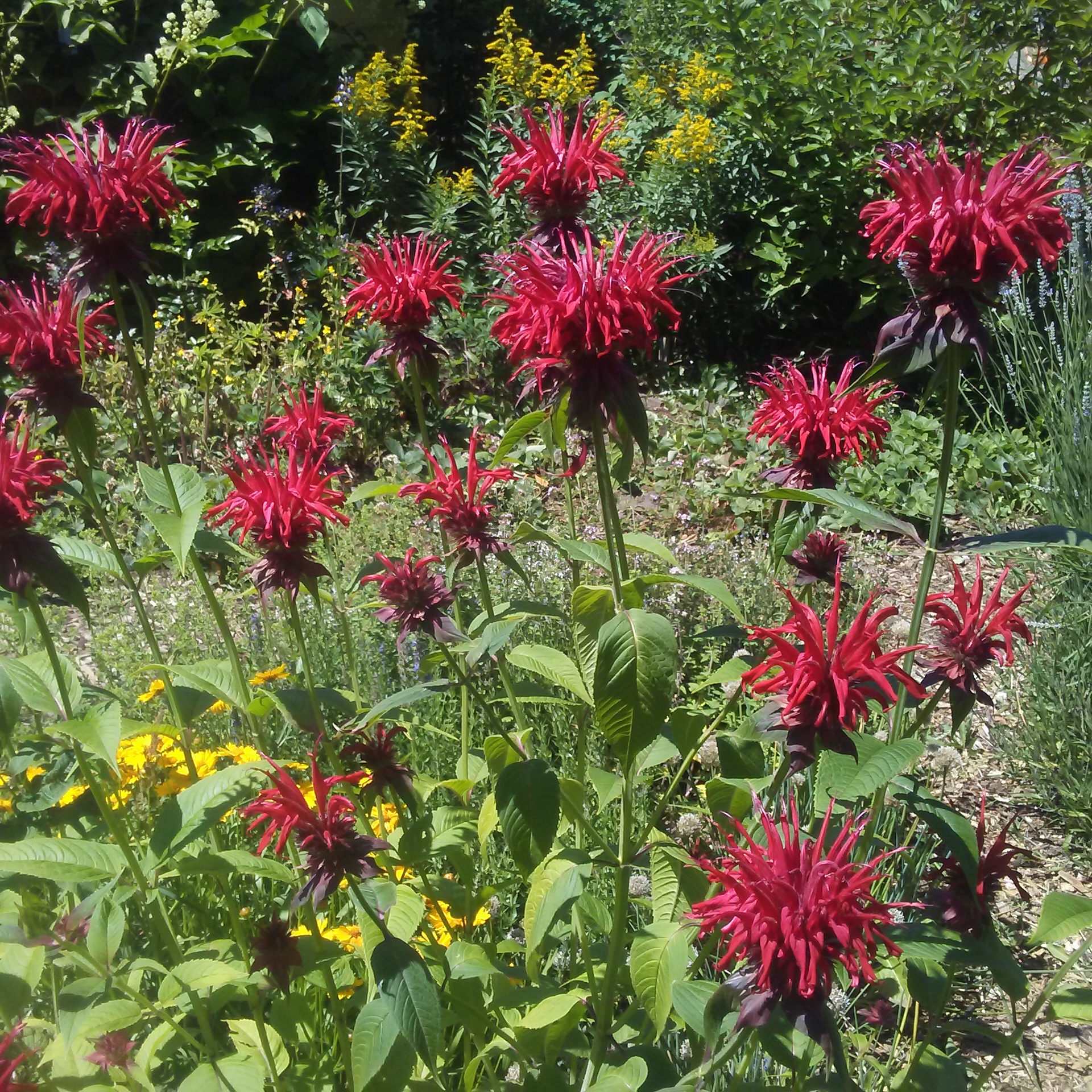 Medicinal Garden Consultation