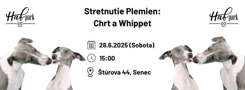 Stretnutie Plemien: Chrt a Whippet