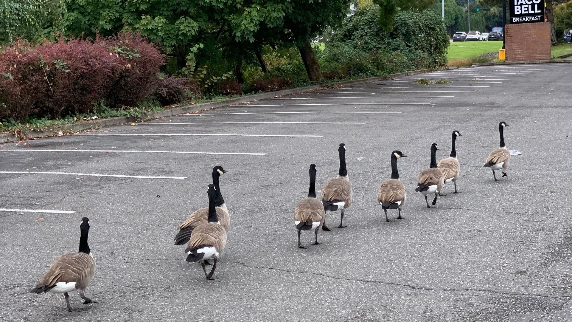 Wednesday Walks in Milwaukie