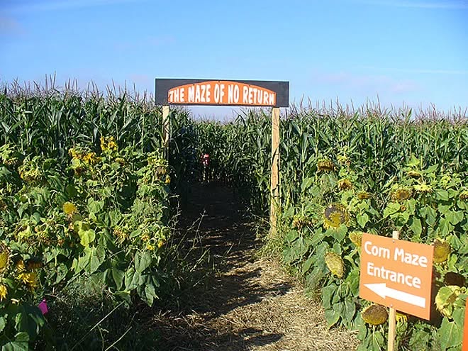 Corn Maze At Fazio Farms!