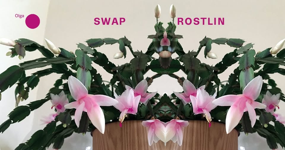 SWAP ROSTLIN