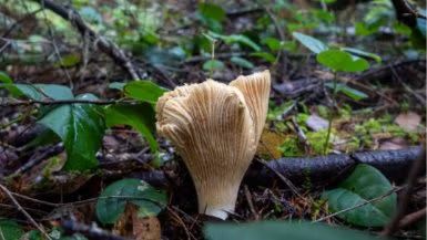 Mushroom Hunting Guided Trip in the woods.