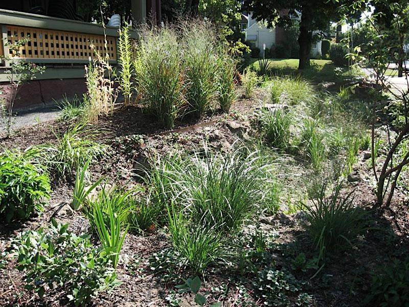 Plantas Nativas / Native Plants