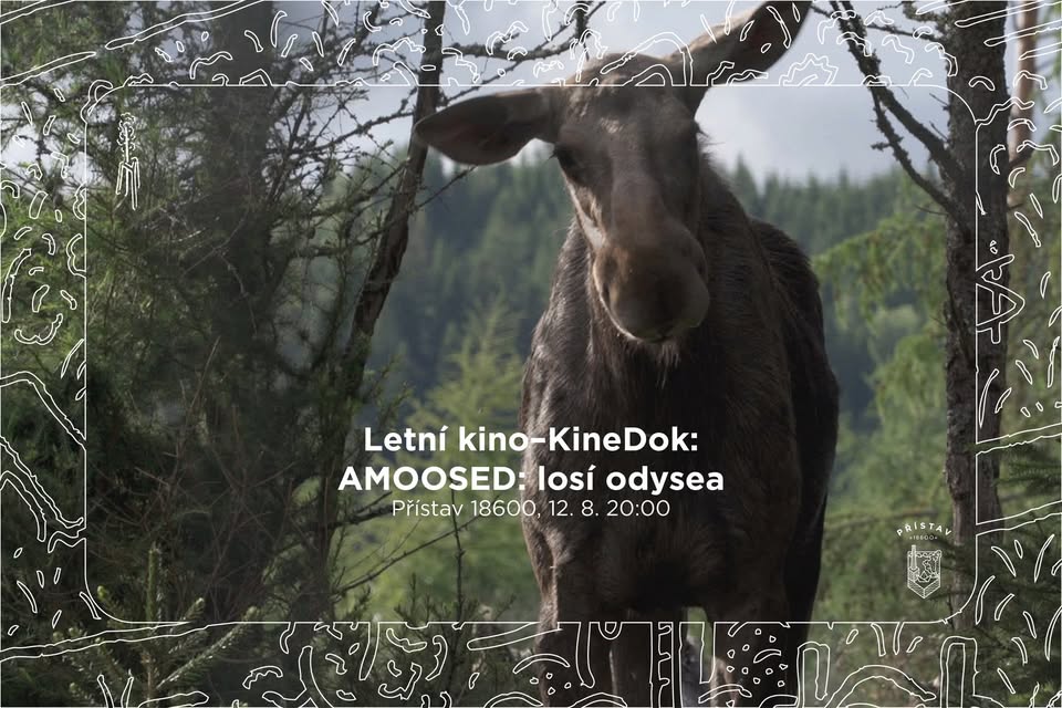 Letní kino–KineDok: AMOOSED: losí odysea