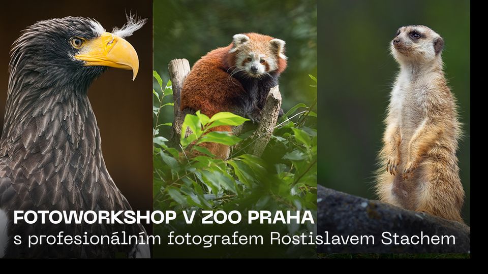 FOTO WORKSHOP | Za zvířaty do zoo Praha s profesionálním fotografem