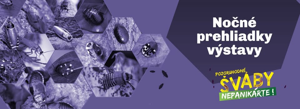 Nočná prehliadka - Pozoruhodné šváby, nepanikárte!