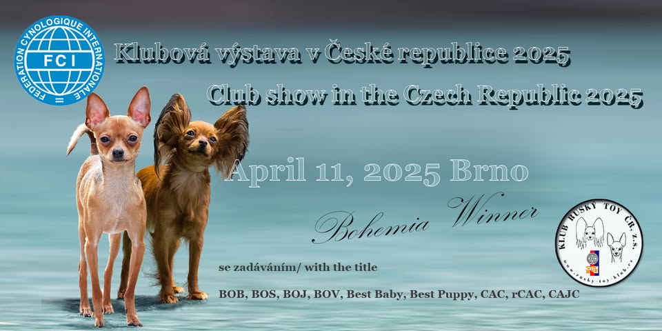 Klubová výstava ruských toyů při Evropské výstavě v Brně..Club show for Russkiy toy at EDS Brno 2025