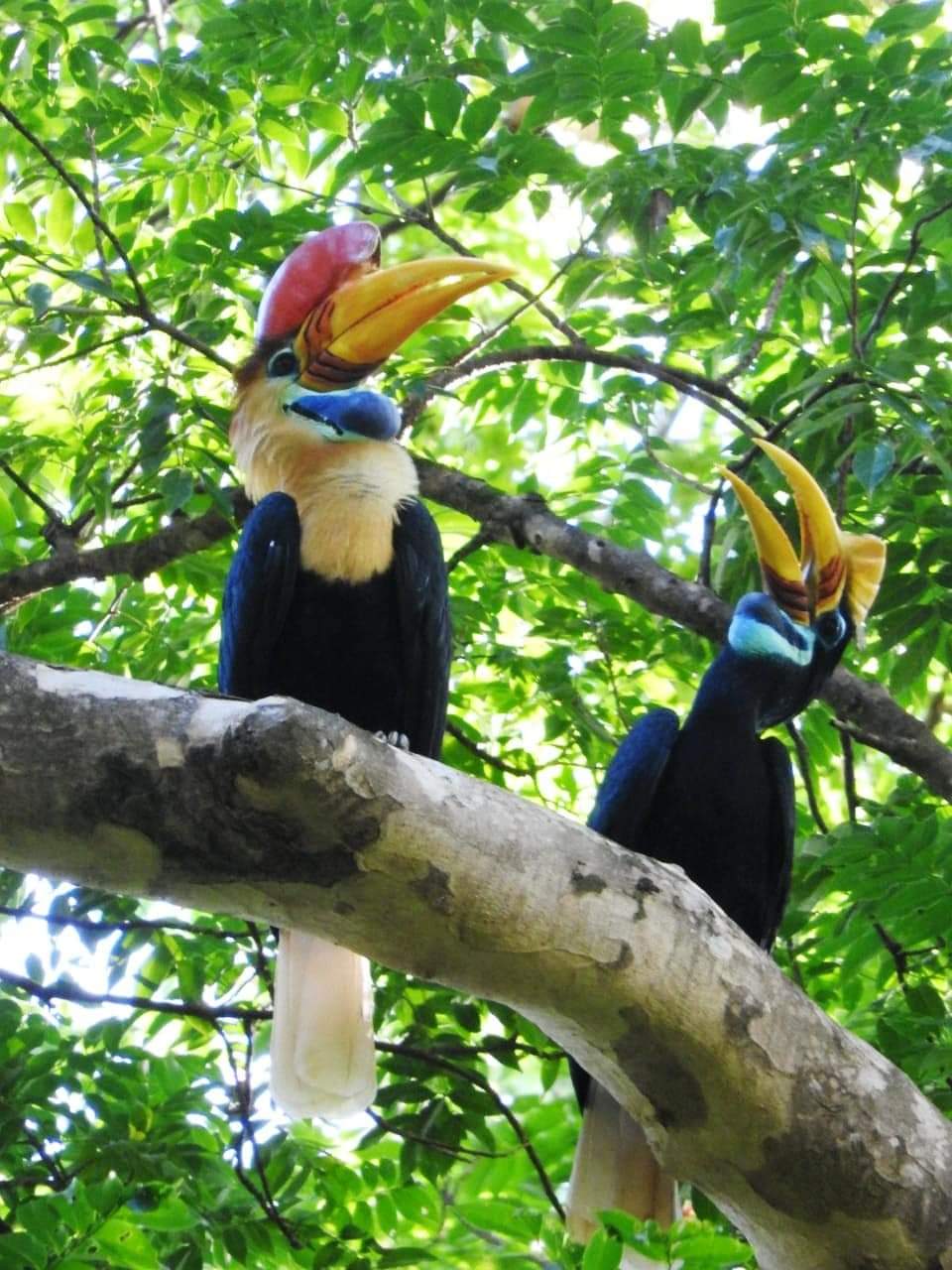 Sulawesi Vogels Reizen