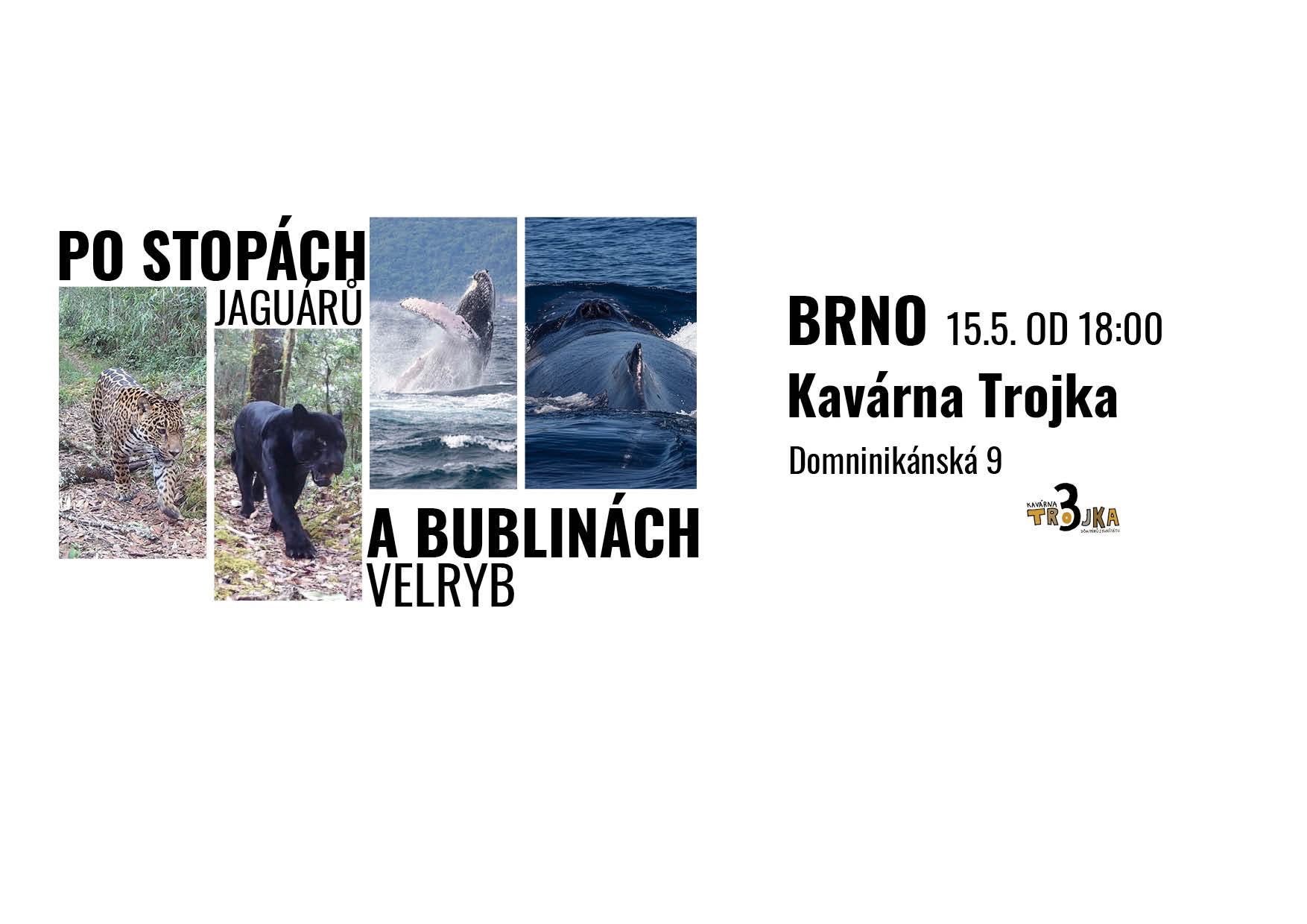 Po stopách jaguárů a za bublinami velryb