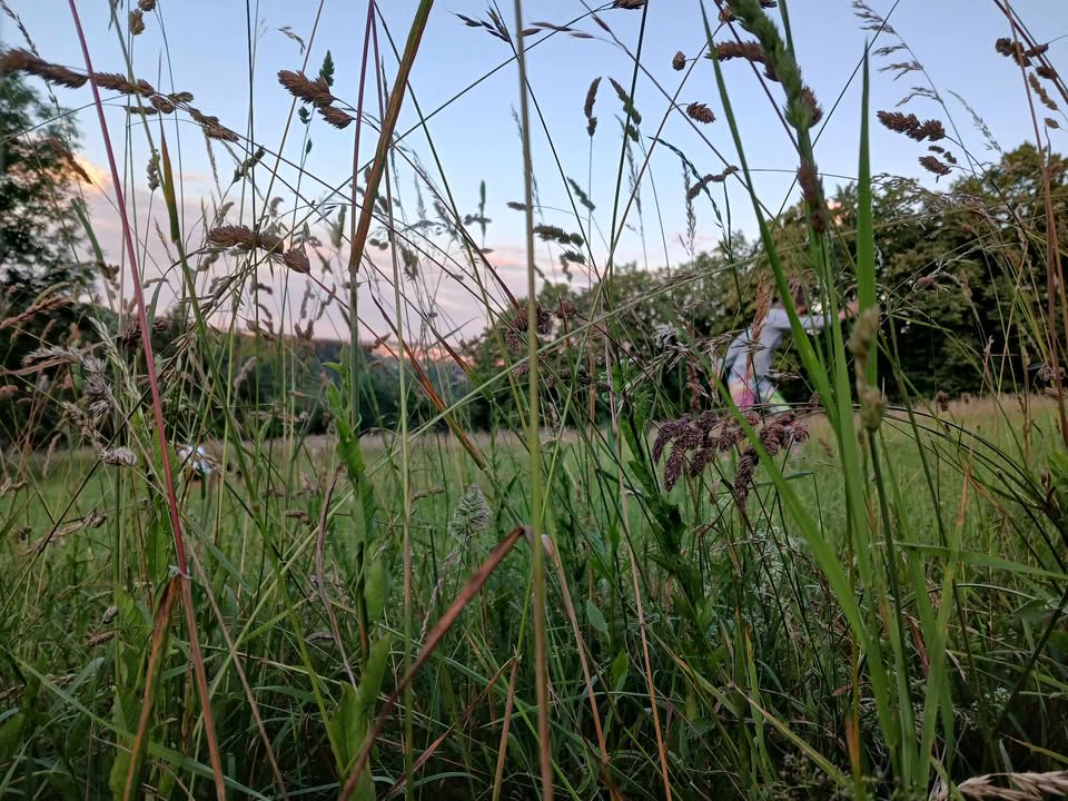 Butó na louce