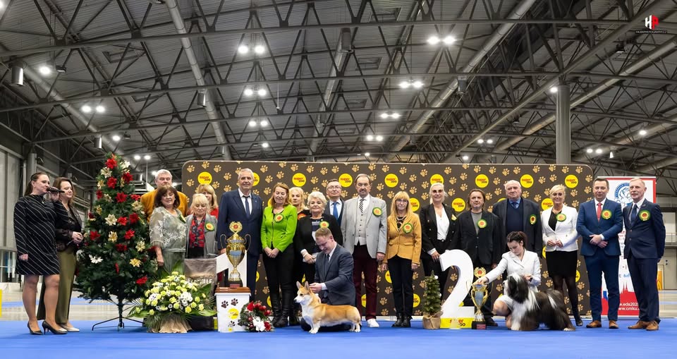 národní výstava psů Vánočka 2025