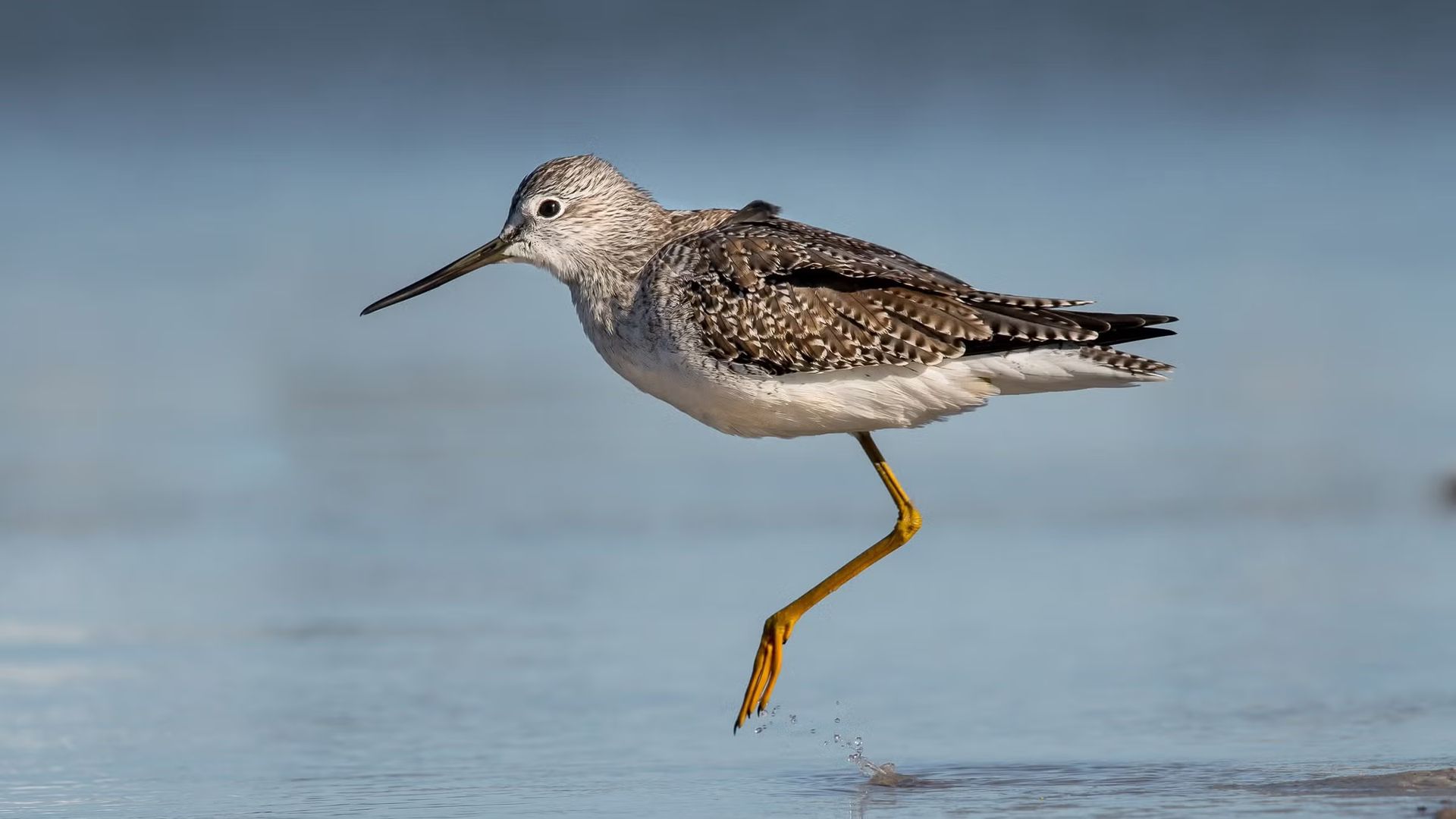 Birding and Learning at Whitaker Ponds!