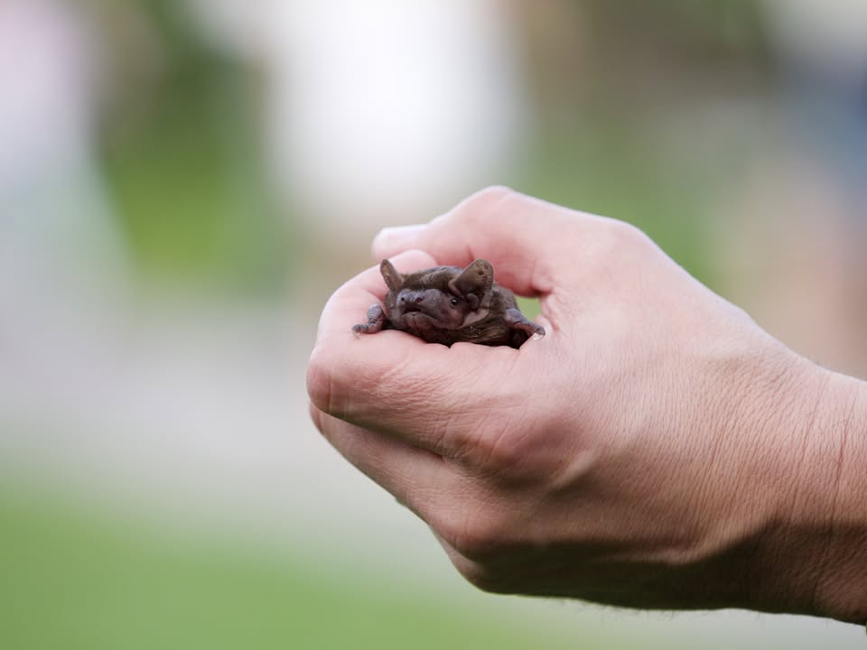 Podvečer s netopiermi v Botanickej záhrade UPJŠ v Košiciach