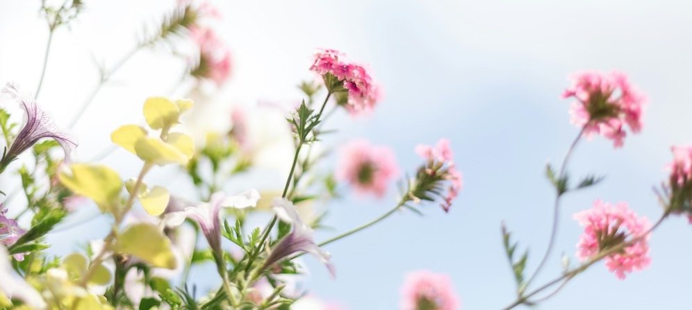 Zomerworkshop meditatie start 27 augustus