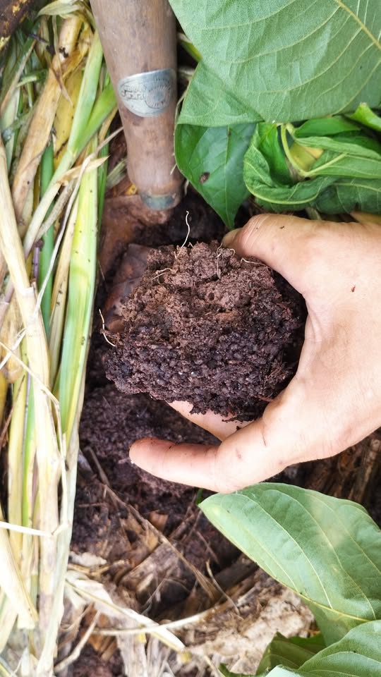 NATURAL METHODS TO RESTORE SOIL HEALTH
