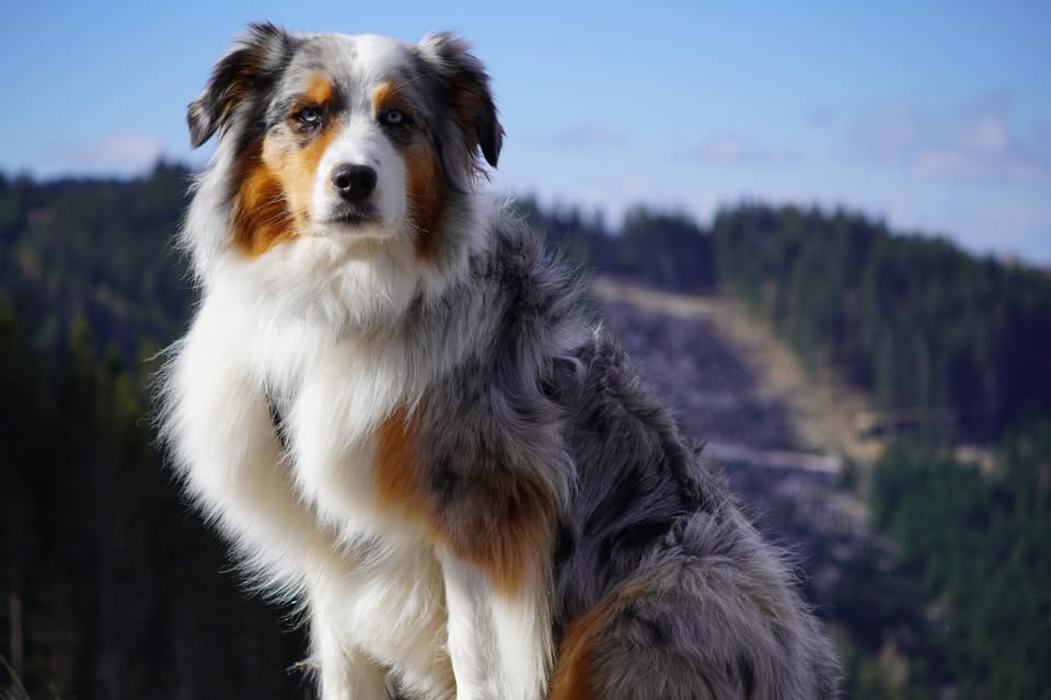 346. Dog Hájking Kutyás Túra (Ausztria, Schwarzenbergwiese)