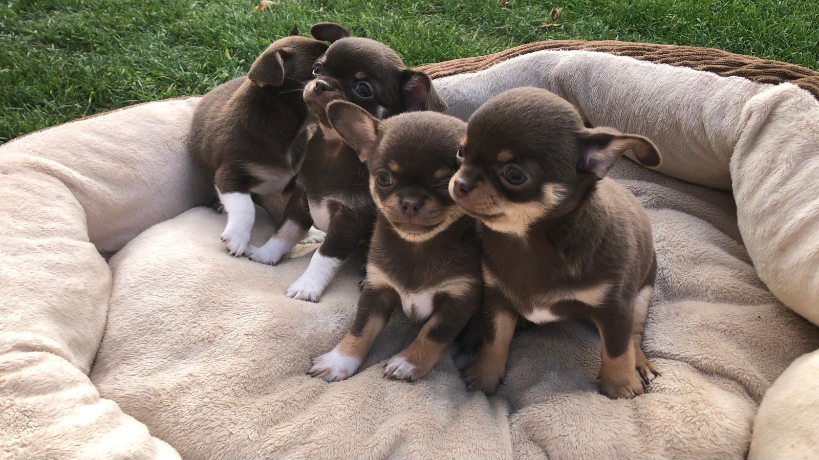 Jóga se štěňátky ČIVAVY puppy yoga pets jóga