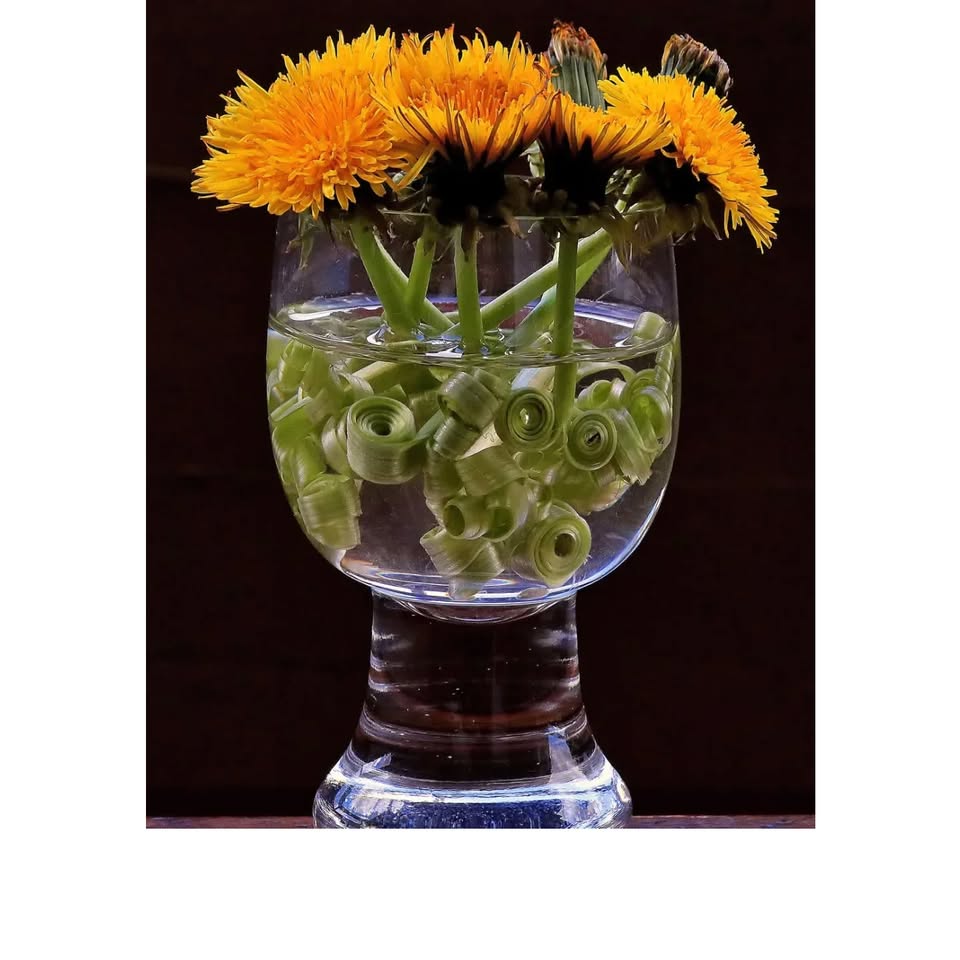 Phytotherapie Abendkurs