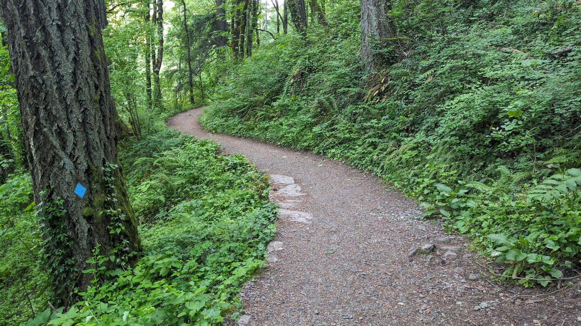 Holman to Dogwood out and back on Wildwood (Trail run in Forest Park)