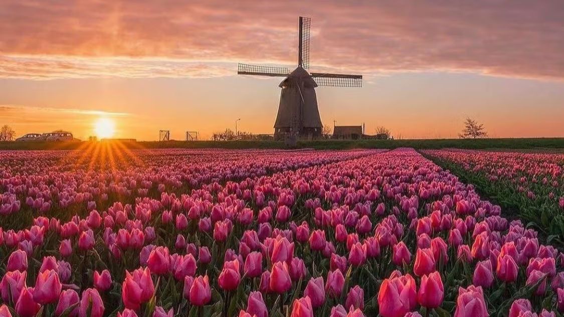 Sold Out!!!!!
Amsterdam and Tulips April 5 - 12, 2025