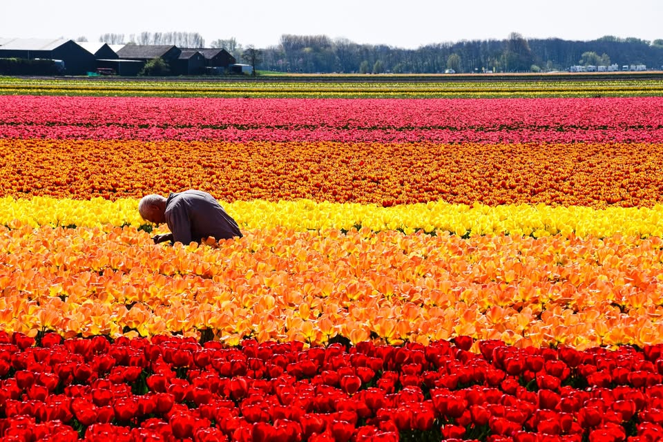 ROADTRIP: Jarní "tulipánový" Amsterdam | 8 míst
