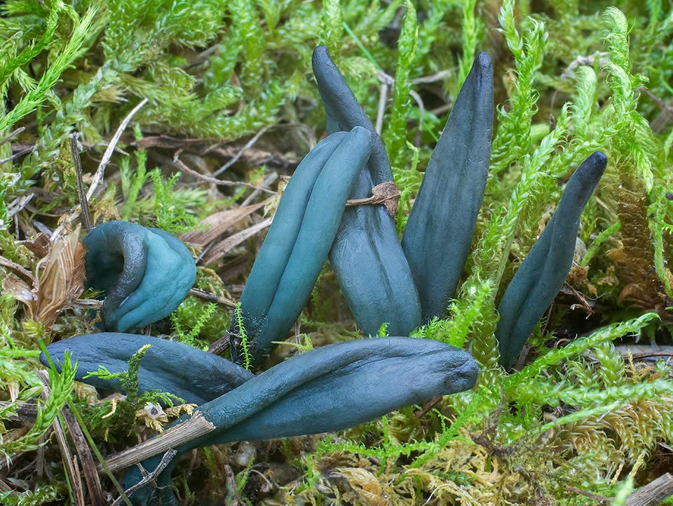 Biodiverzita húb Slovenska 23