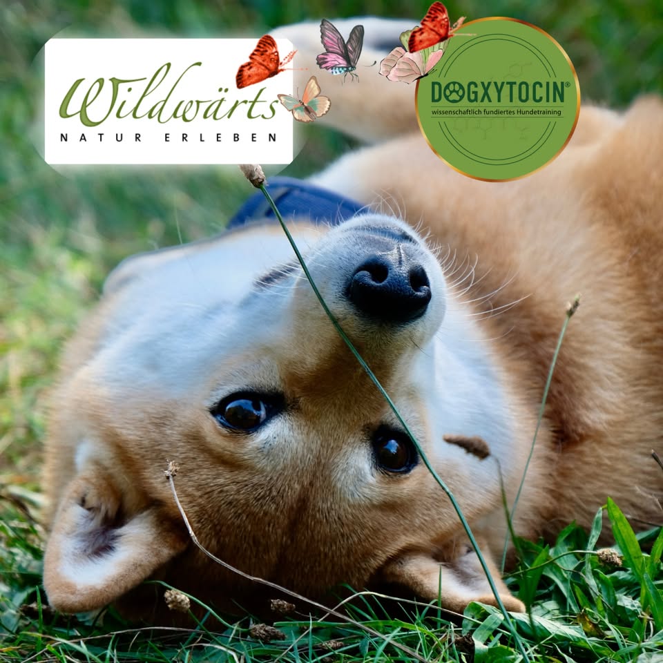 Präsenz-Workshop: Wildkräuter verarbeiten
