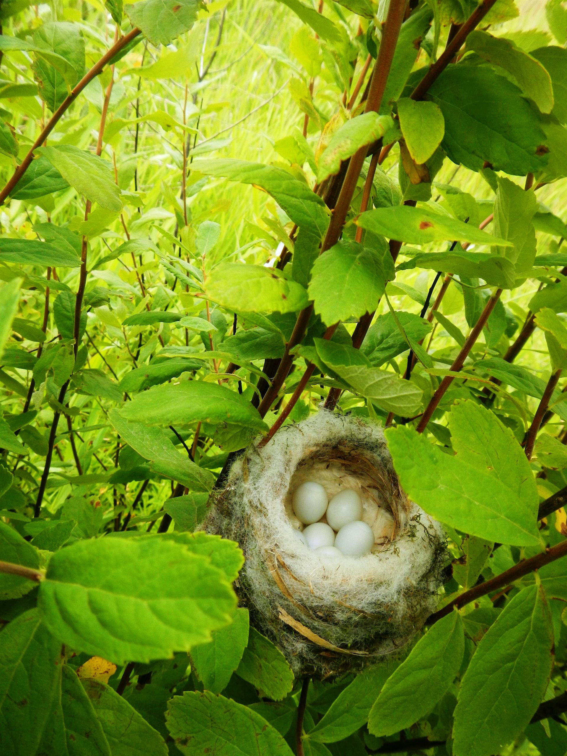 Landscaping for Wildlife