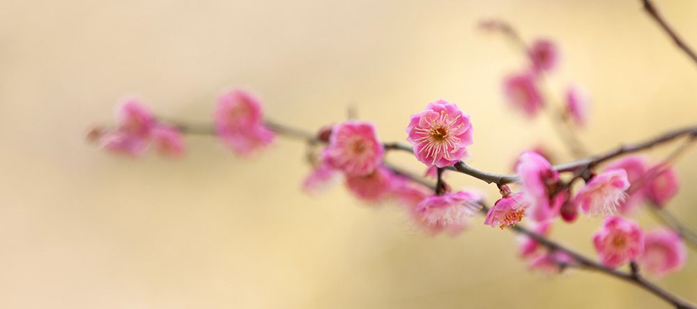 Salut Printemps