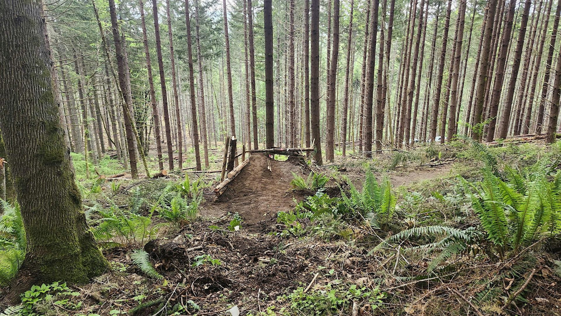 Stub Trail Restoration Day: 01/25