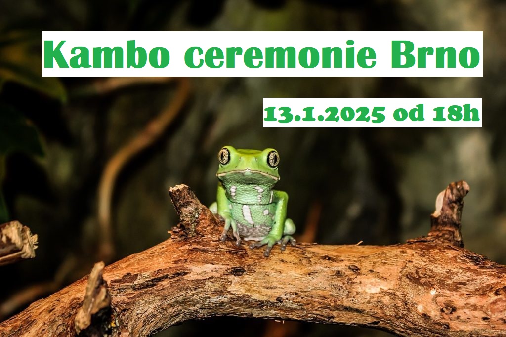 Kambo ceremonie Brno 13.1.2025