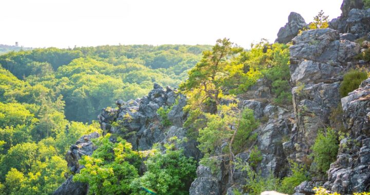 Jarní botanická exkurze do Šáreckého údolí