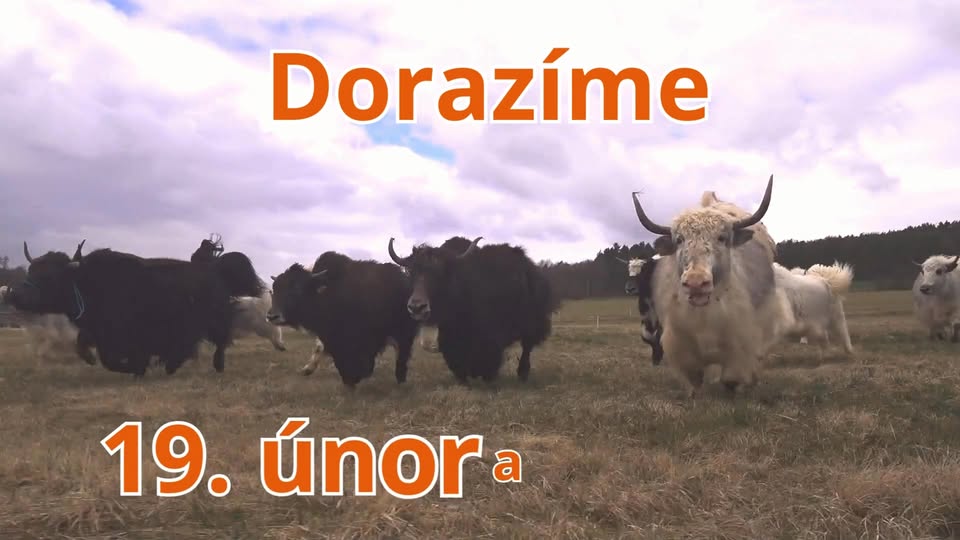 Pastevcem v Českém lese