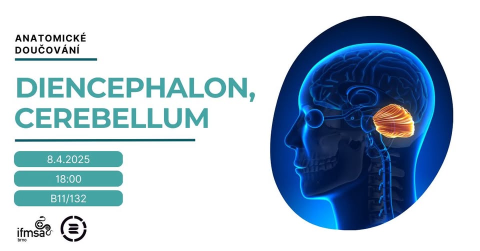 Anatomické doučování - Diencephalon, cerebellum