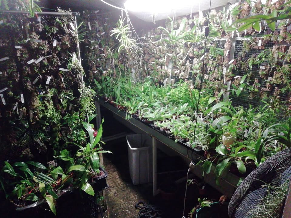 TERRA KORUNA Prodej orchidejí, masožravek a tropických rostlin v BOTANICKÁ BURZA