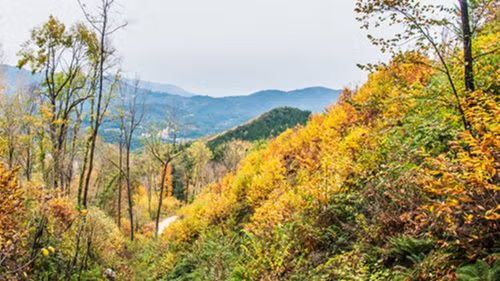 Tardor a la 🍂 VALL D'OLZINELLES 🍁 Autumn Vibes in the Forest